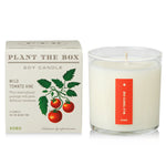 Wild Tomato Vine Plant the Box Candle