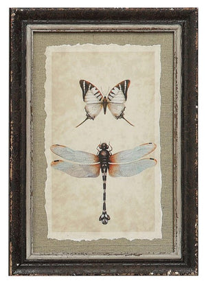 Framed Insect Print