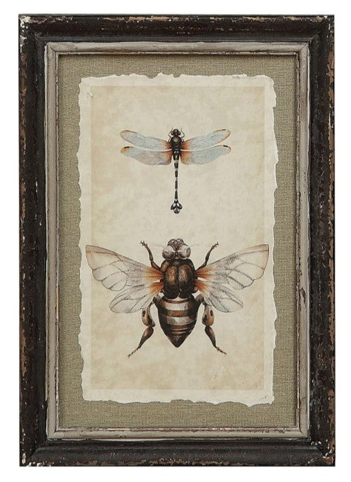 Framed Insect Print