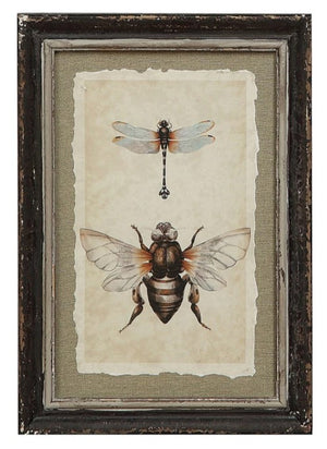 Framed Insect Print