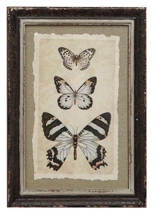 Framed Insect Print