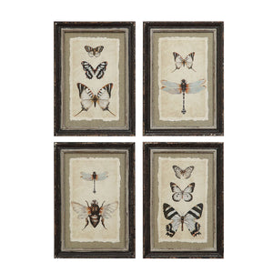 Framed Insect Print